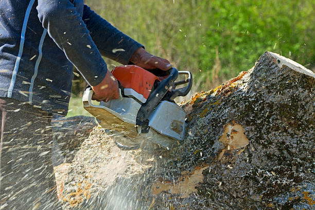 Best Hedge Trimming  in Villa Park, CA